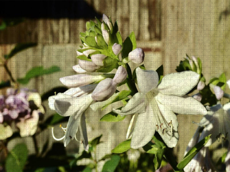 Dufthosta 'Fragrant Bouquet' - CALVENDO Foto-Puzzle'
