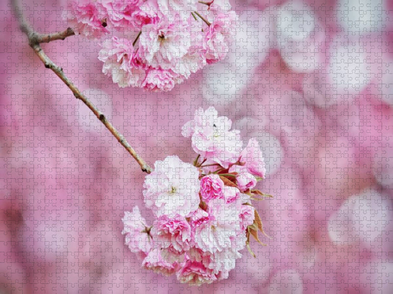 Kirschblüte - CALVENDO Foto-Puzzle'