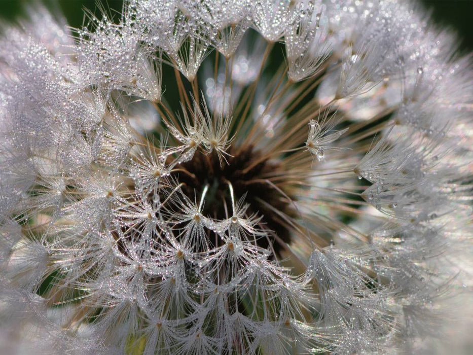 Tautropfen im Löwenzahn - CALVENDO Foto-Puzzle'