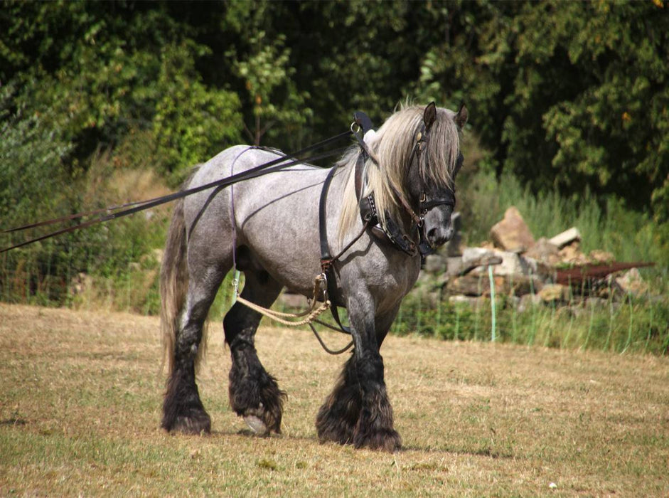 Trait Poitevin - CALVENDO Foto-Puzzle'