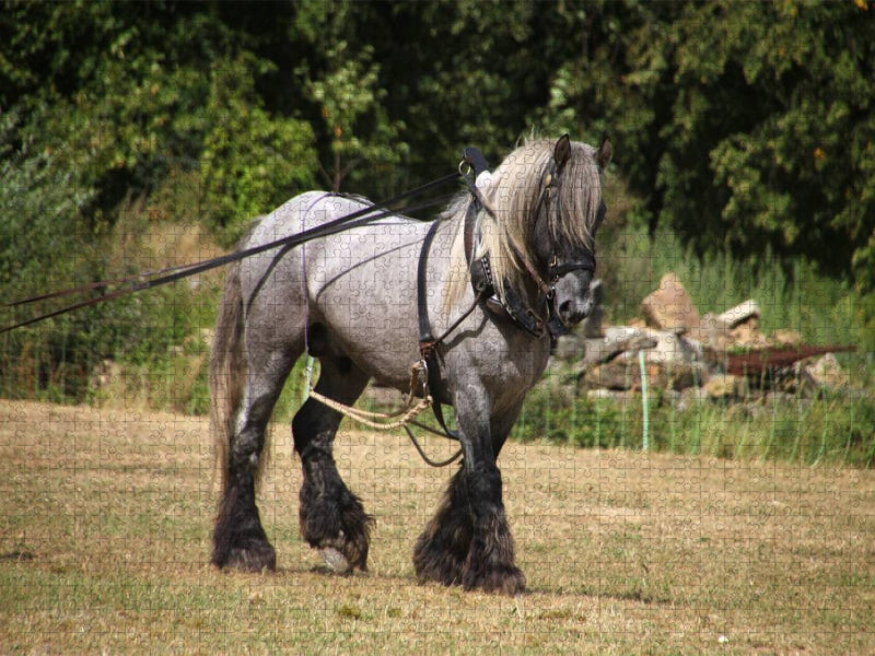 Trait Poitevin - CALVENDO Foto-Puzzle'