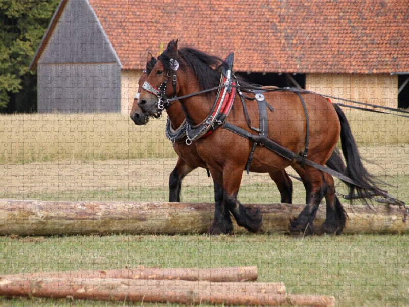 Rückepferde - CALVENDO Foto-Puzzle'