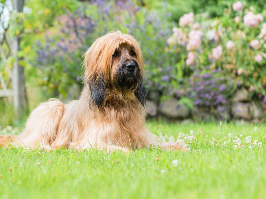 Briard-Portrait - CALVENDO Foto-Puzzle'