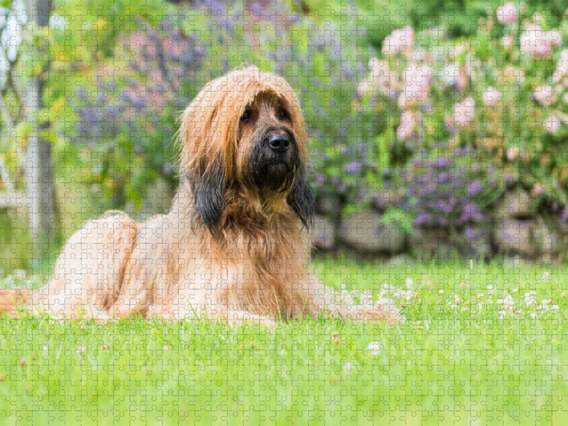 Briard-Portrait - CALVENDO Foto-Puzzle'