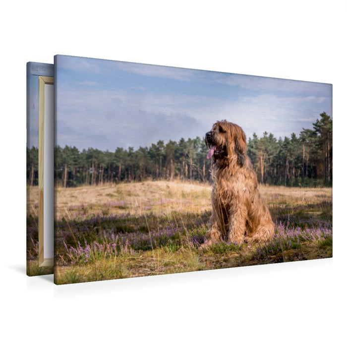 Premium Textil-Leinwand Briard - Berger de Brie