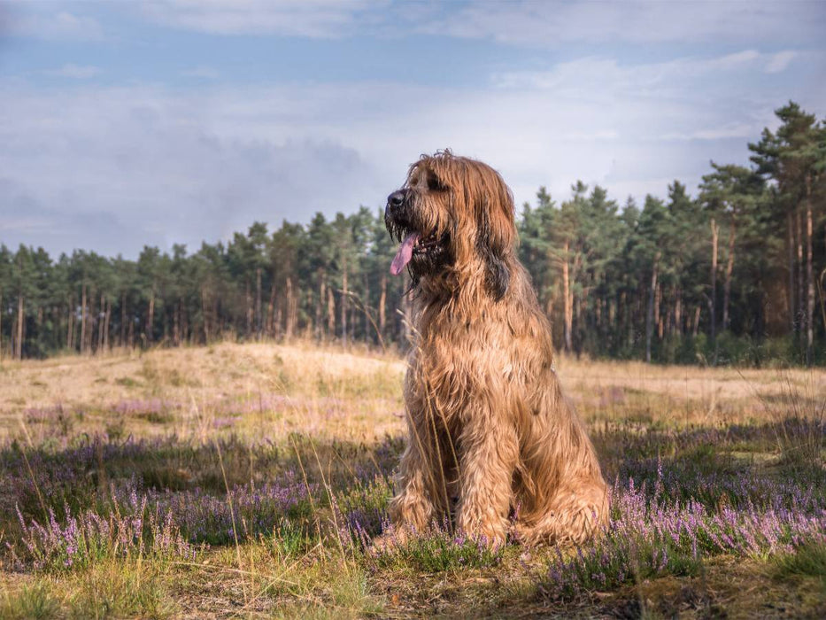 Briard - Berger de Brie - CALVENDO Foto-Puzzle'
