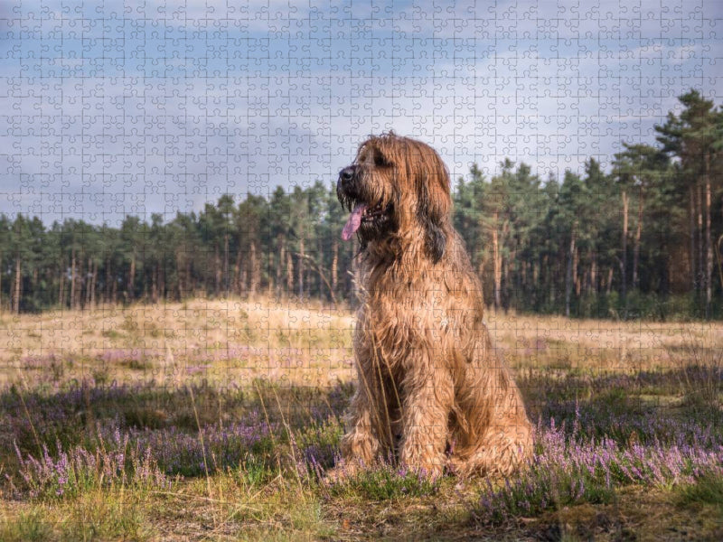 Briard - Berger de Brie - CALVENDO Foto-Puzzle'