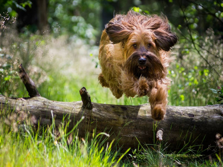 Briard in Action - CALVENDO Foto-Puzzle'