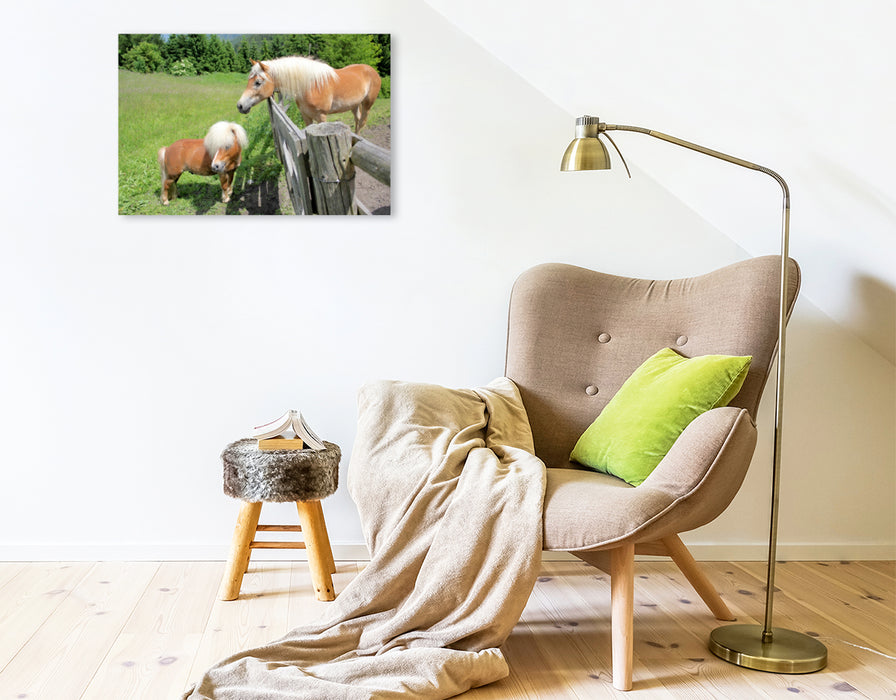 Premium Textil-Leinwand Pony