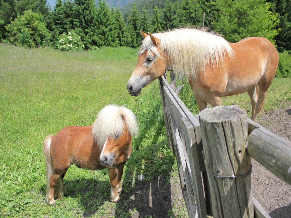 Pony - CALVENDO Foto-Puzzle'