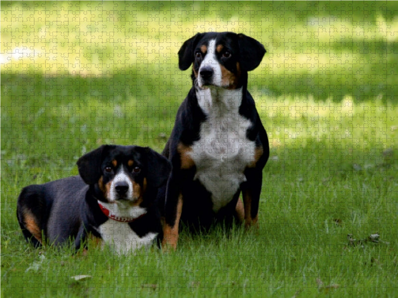 Entlebucher Sennenhunde Emma und Luna 1000 Teile Puzzle quer - CALVENDO Foto-Puzzle'