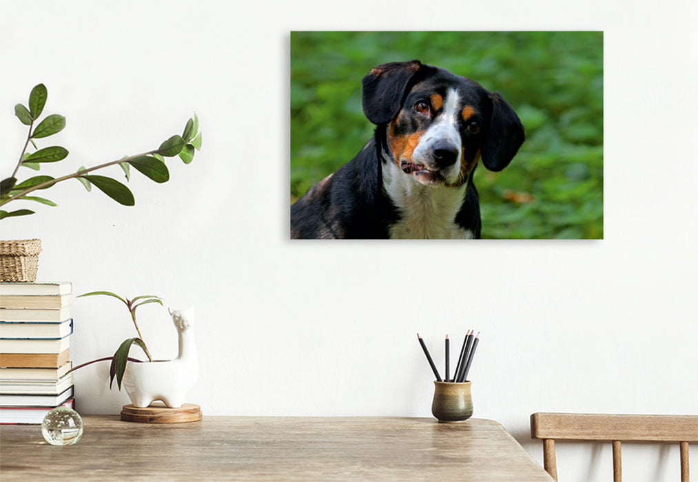 Premium Textil-Leinwand Premium Textil-Leinwand 120 cm x 80 cm quer Entlebucher Sennenhund Emma