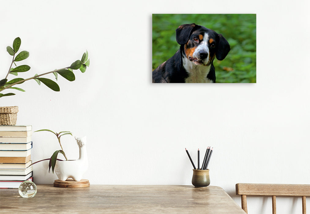 Premium Textil-Leinwand Premium Textil-Leinwand 120 cm x 80 cm quer Entlebucher Sennenhund Emma