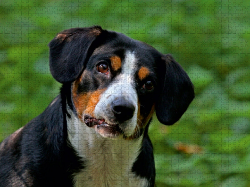 Emma - Puzzle photo CALVENDO Bouvier de l'Entlebuch 