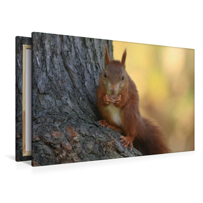 Premium Textil-Leinwand Eichhörnchen