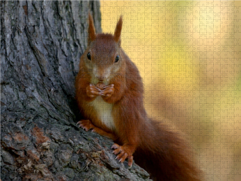 Eichhörnchen 1000 Teile Puzzle quer - CALVENDO Foto-Puzzle'
