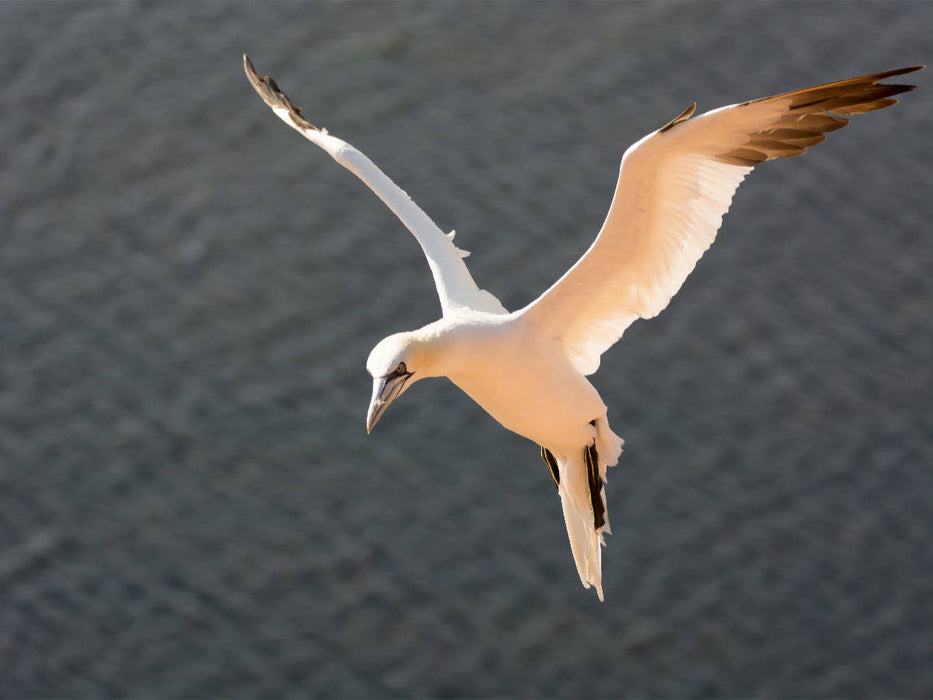 Basstölpel im Flug - CALVENDO Foto-Puzzle'