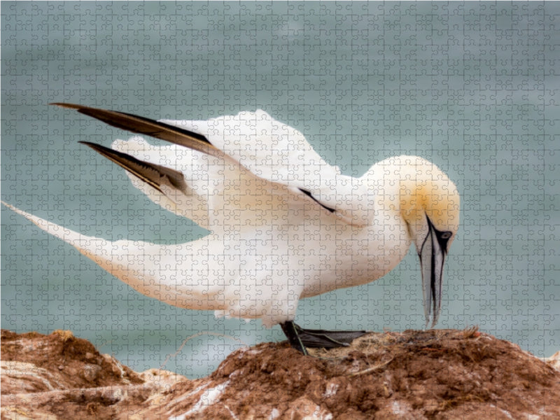 Autant en emporte le vent - Fou de Bassan - Puzzle photo CALVENDO 