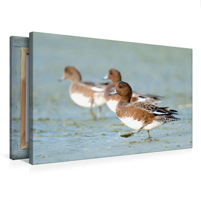 Toile textile premium Toile textile premium 120 cm x 80 cm Canard paysage 