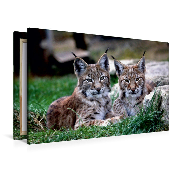 Toile textile premium Toile textile premium 120 cm x 80 cm paysage Pépinière des lynx 