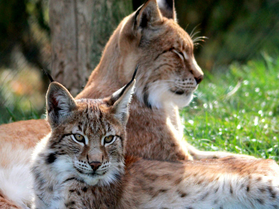 Familie Luchs - Mutterliebe - CALVENDO Foto-Puzzle'