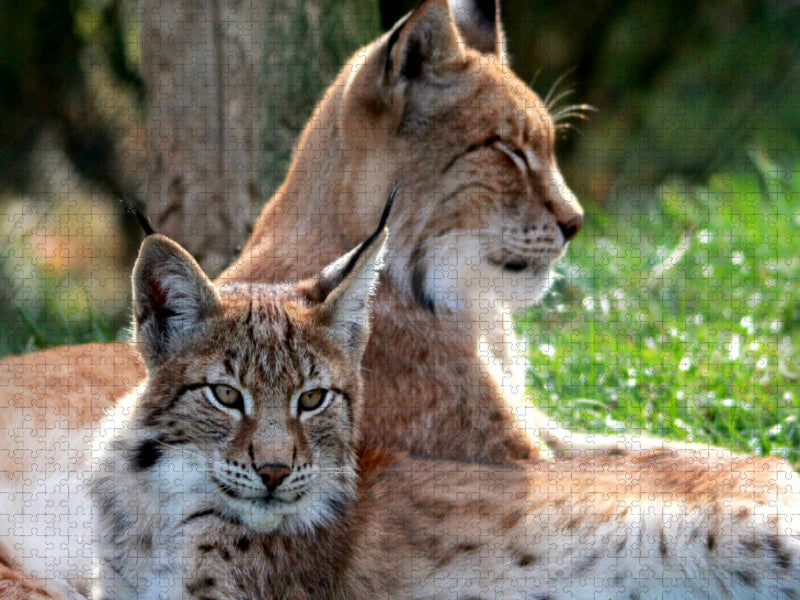 Familie Luchs - Mutterliebe - CALVENDO Foto-Puzzle'
