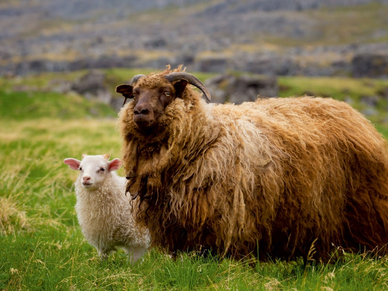 Ein Motiv aus dem Kalender Beautiful Nature - Iceland 1000 Teile Puzzle quer - CALVENDO Foto-Puzzle'