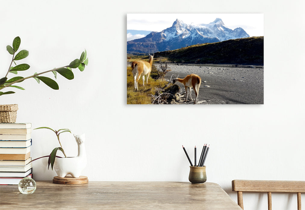 Toile textile premium Toile textile premium 75 cm x 50 cm paysage Guanacos devant les Torres del Paine, Parc National Torres del Paine, Chili 