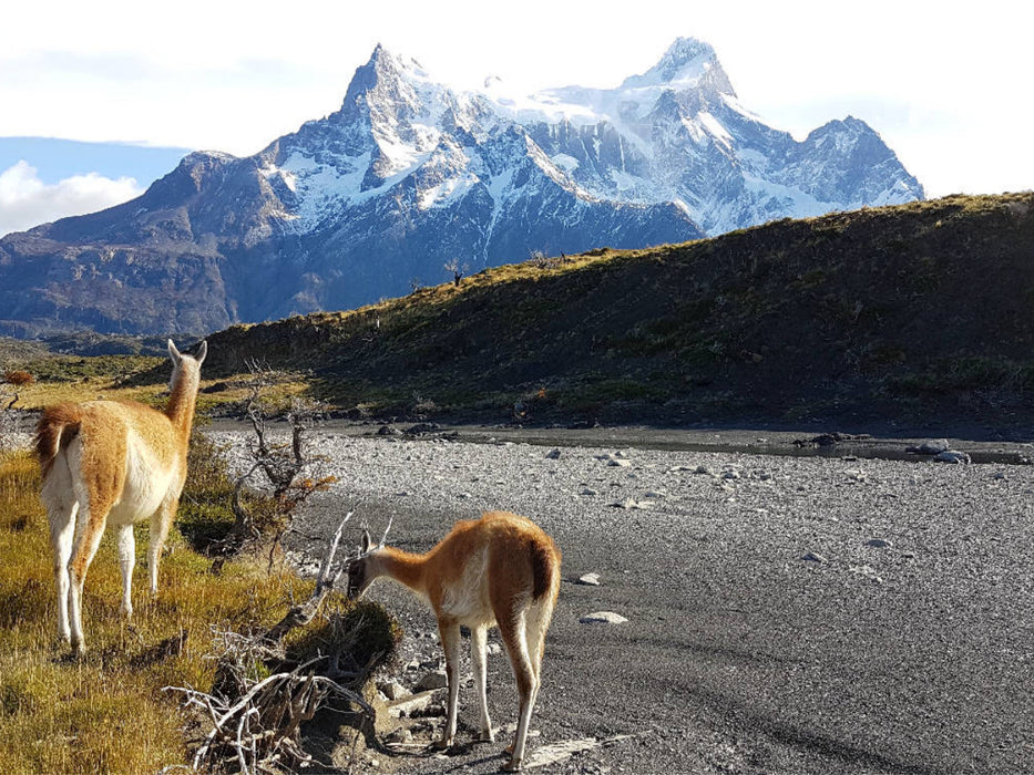 Guanakos vor den Torres del Paine, Torres del Paine Nationalpark, Chile - CALVENDO Foto-Puzzle'