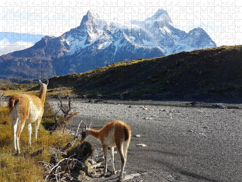 Guanakos vor den Torres del Paine, Torres del Paine Nationalpark, Chile - CALVENDO Foto-Puzzle'