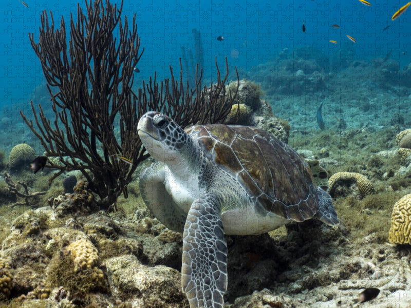 Suppenschildkröte • Playa Piskado • Curaçao - CALVENDO Foto-Puzzle'
