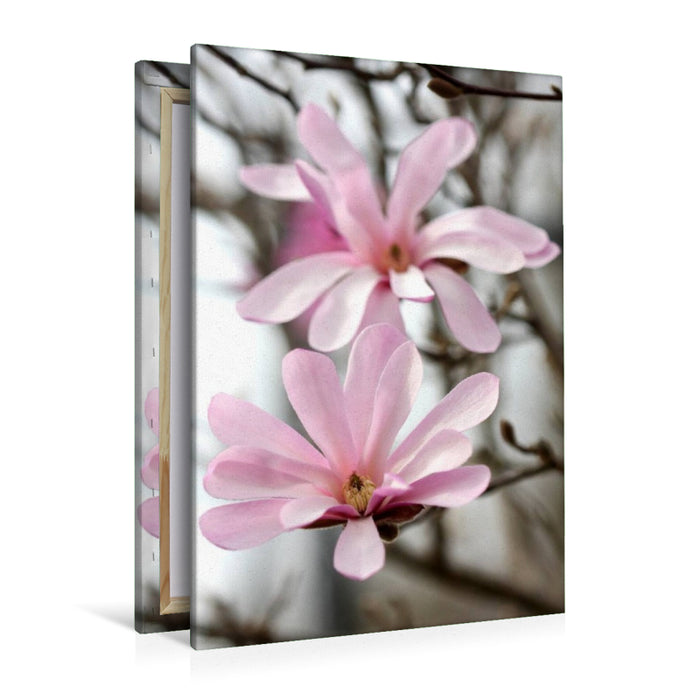 Premium Textil-Leinwand Sternmagnolien