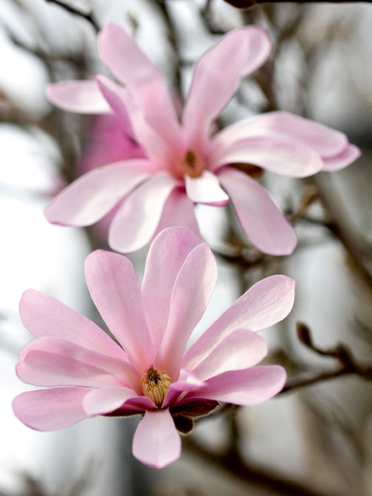 Sternmagnolien 1000 Teile Puzzle hoch - CALVENDO Foto-Puzzle'