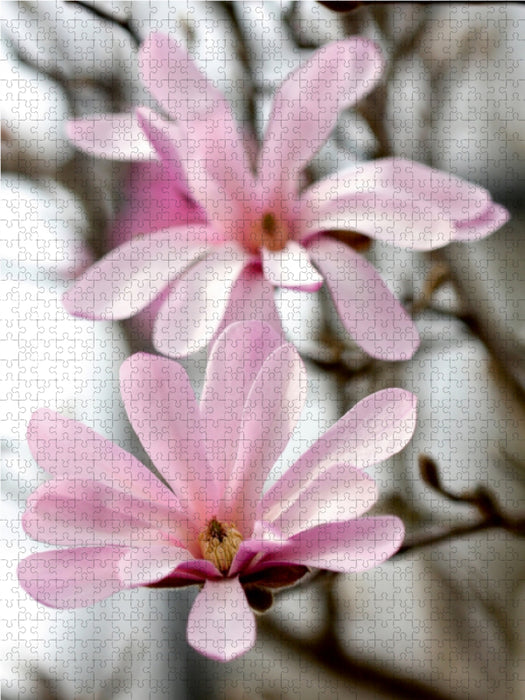 Sternmagnolien 1000 Teile Puzzle hoch - CALVENDO Foto-Puzzle'