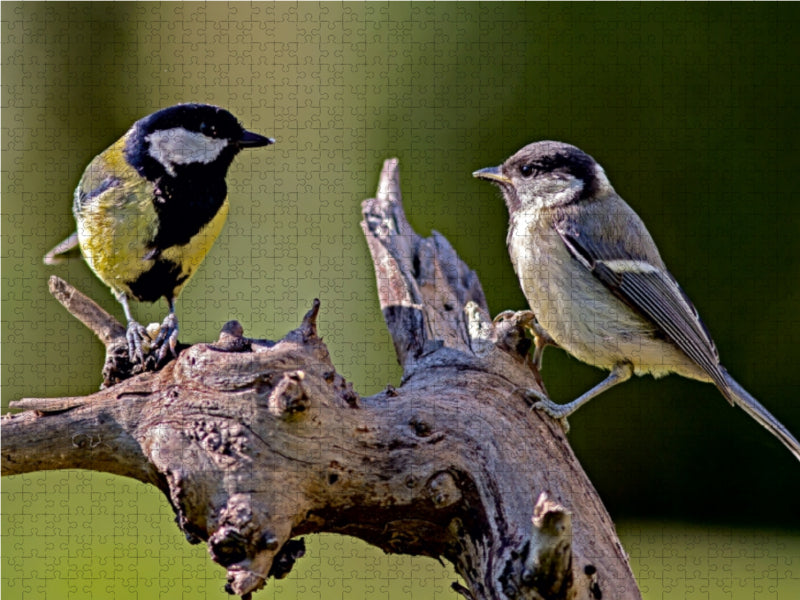 Meisen im Gespräch 1000 Teile Puzzle quer - CALVENDO Foto-Puzzle'
