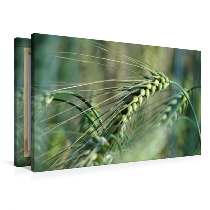 Premium Textil-Leinwand Getreide