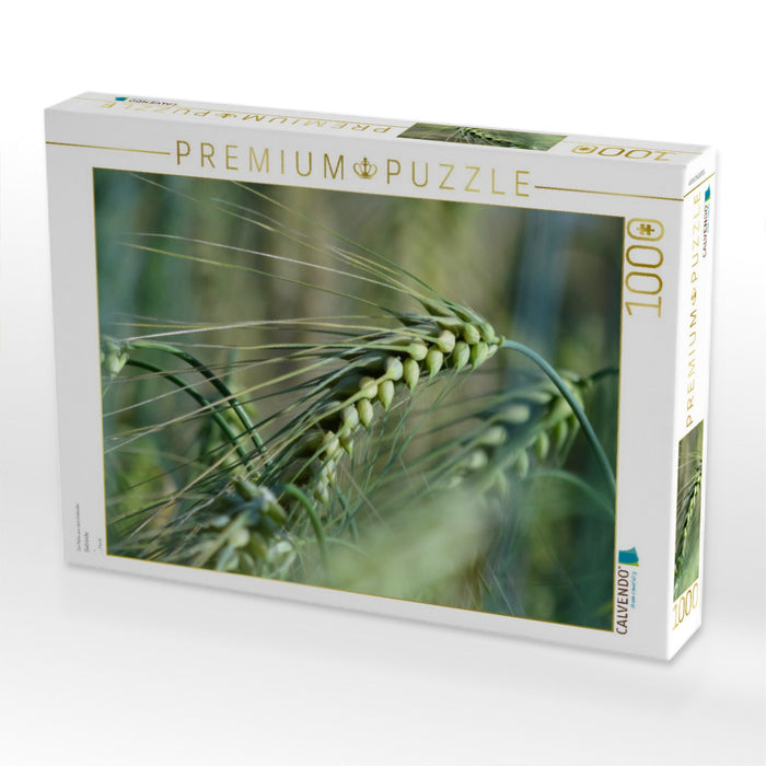 Getreide 1000 Teile Puzzle quer - CALVENDO Foto-Puzzle'