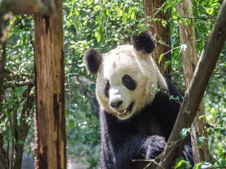Chengdu - CALVENDO Foto-Puzzle'
