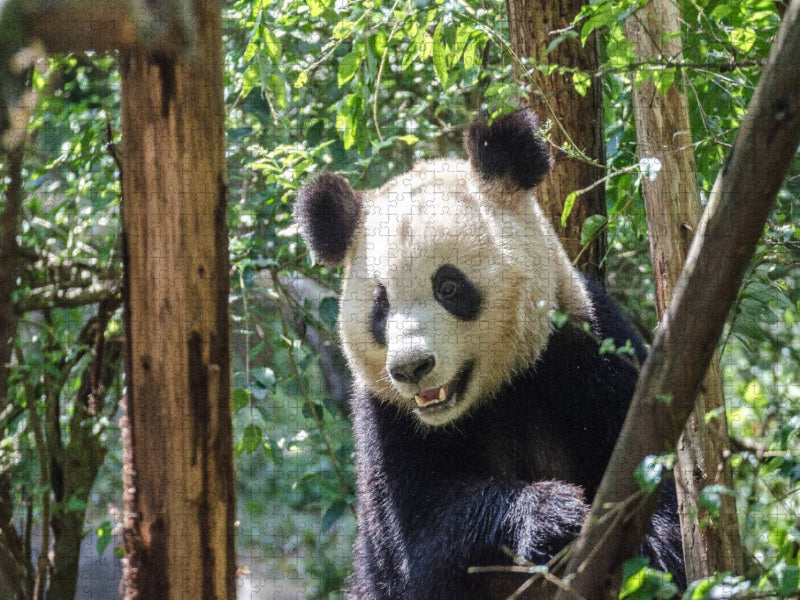 Chengdu - CALVENDO Foto-Puzzle'