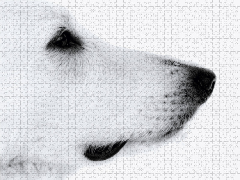 Schneeweiß 1000 Teile Puzzle quer - CALVENDO Foto-Puzzle'