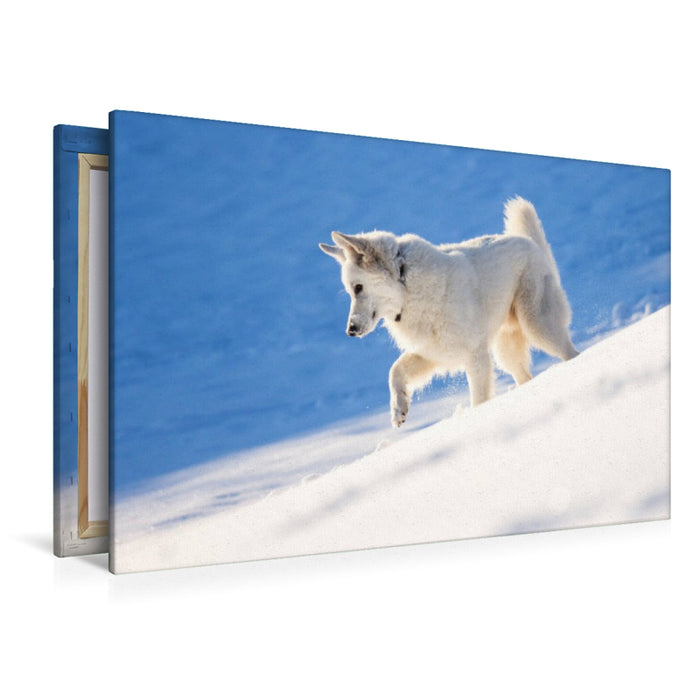 Premium Textil-Leinwand Schnee-Wolf