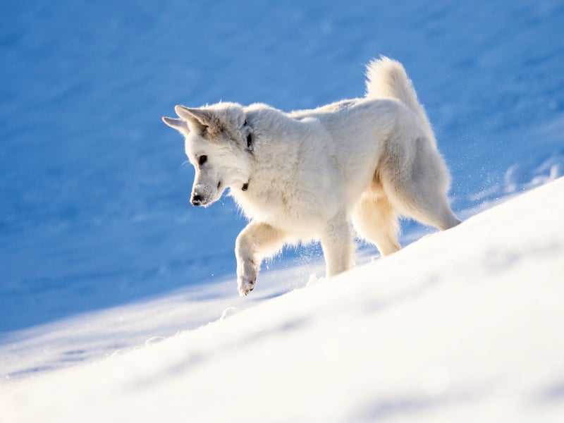 Schnee-Wolf 1000 Teile Puzzle quer - CALVENDO Foto-Puzzle'