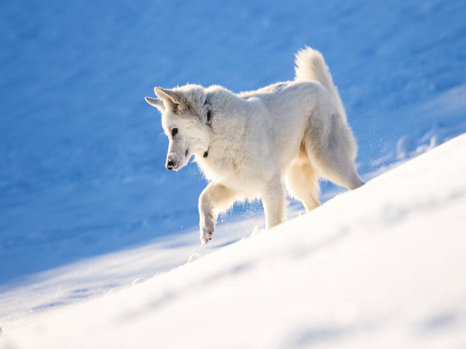 Schnee-Wolf - CALVENDO Foto-Puzzle'