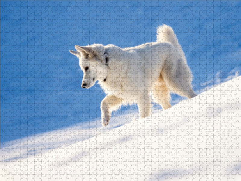 Schnee-Wolf 1000 Teile Puzzle quer - CALVENDO Foto-Puzzle'