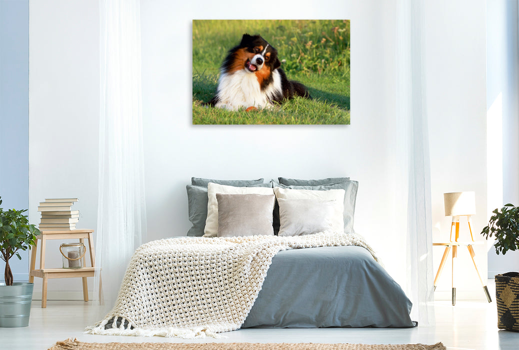 Premium Textil-Leinwand Premium Textil-Leinwand 120 cm x 80 cm quer Ein Motiv aus dem Kalender Australian Shepherd - Hütehunde mit Familienanschluss