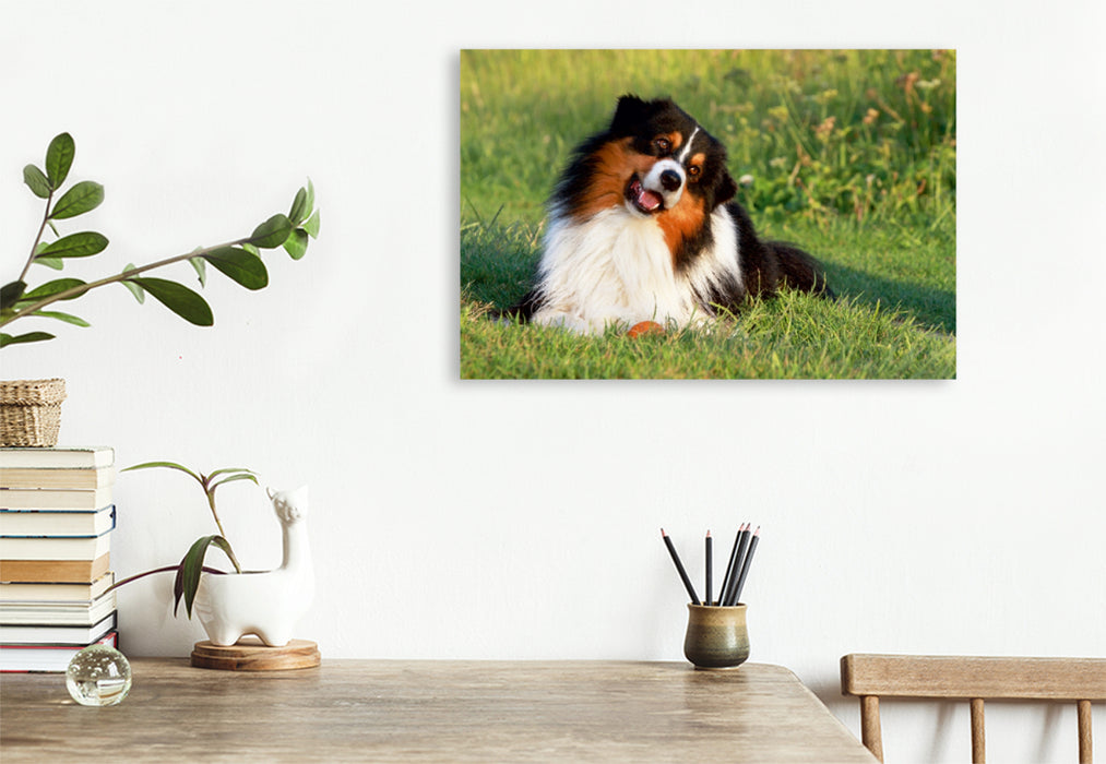 Premium Textil-Leinwand Premium Textil-Leinwand 120 cm x 80 cm quer Ein Motiv aus dem Kalender Australian Shepherd - Hütehunde mit Familienanschluss