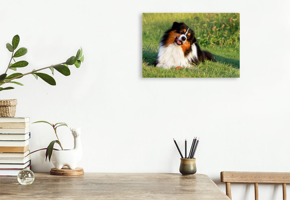 Premium Textil-Leinwand Premium Textil-Leinwand 120 cm x 80 cm quer Ein Motiv aus dem Kalender Australian Shepherd - Hütehunde mit Familienanschluss