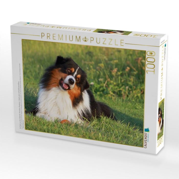 Ein Motiv aus dem Kalender Australian Shepherd - Hütehunde mit Familienanschluss - CALVENDO Foto-Puzzle'