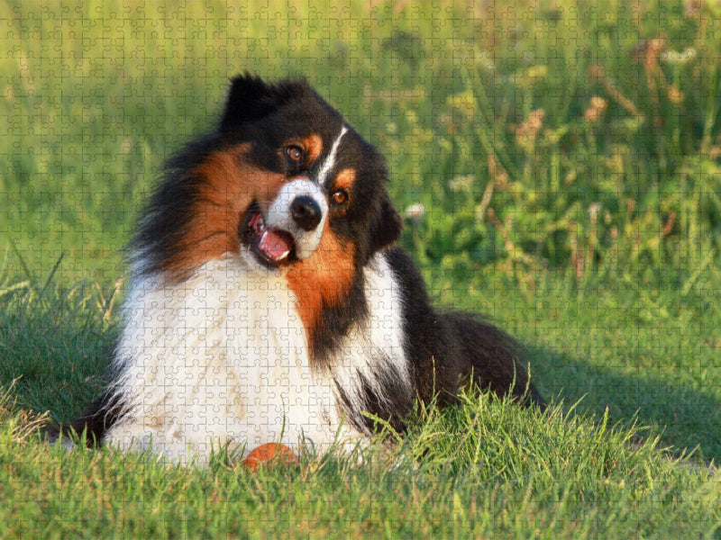Ein Motiv aus dem Kalender Australian Shepherd - Hütehunde mit Familienanschluss - CALVENDO Foto-Puzzle'