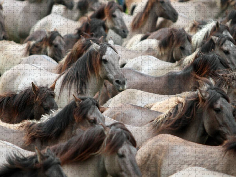 Dülmener Wildpferde Herde - CALVENDO Foto-Puzzle'
